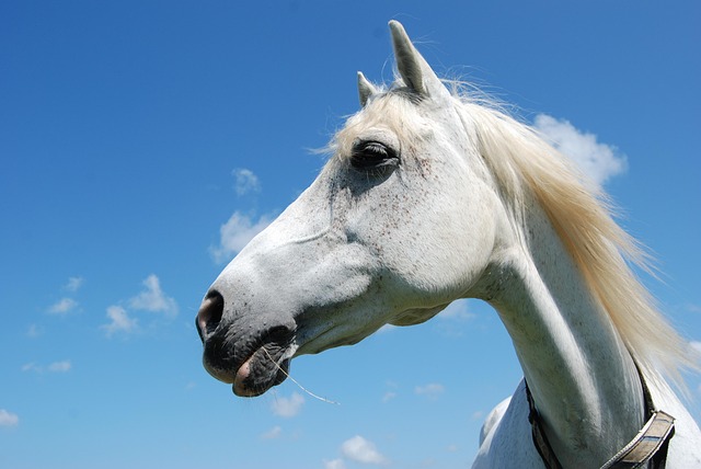 Arabian Ranches