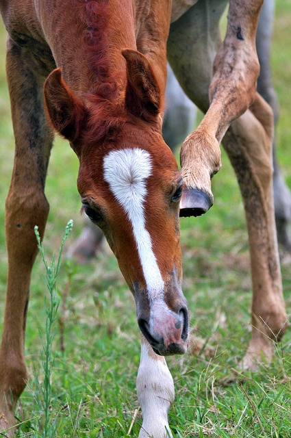 Arabian Ranches