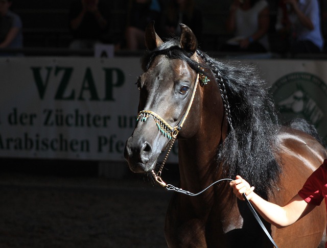 Arabian Ranches
