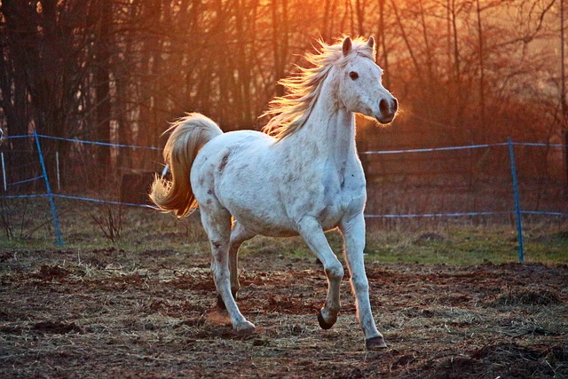 Arabian Ranches