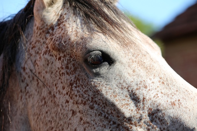 arabian-ranches-640x480-53490200.jpeg