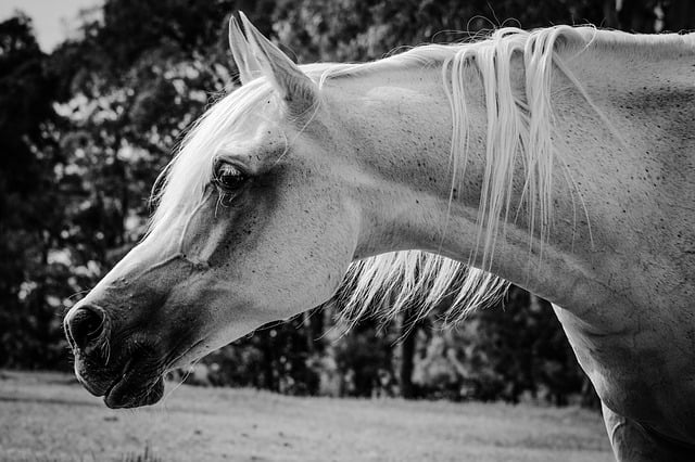 Arabian Ranches