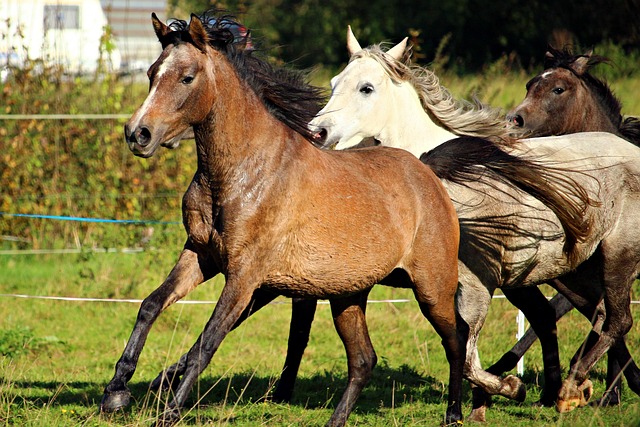 arabian-ranches-640x480-58774398.jpeg