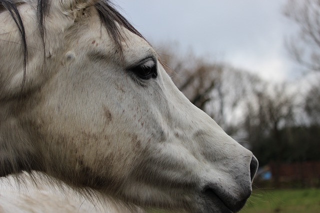 Arabian Ranches