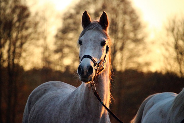 Arabian Ranches