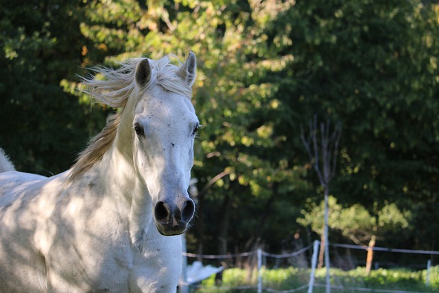 Arabian Ranches