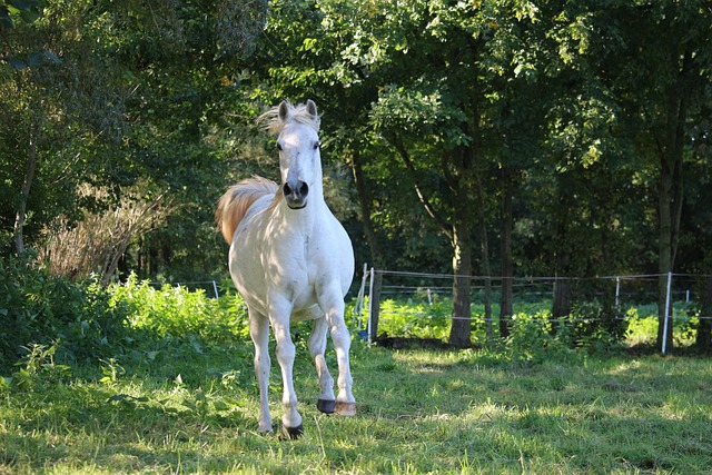 Arabian Ranches