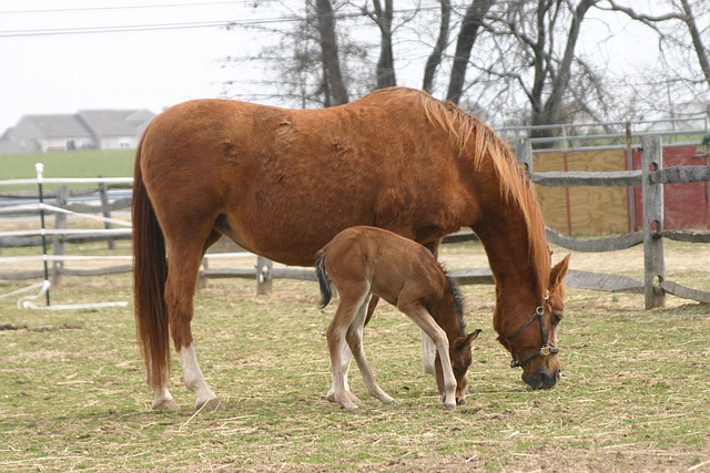 Arabian Ranches