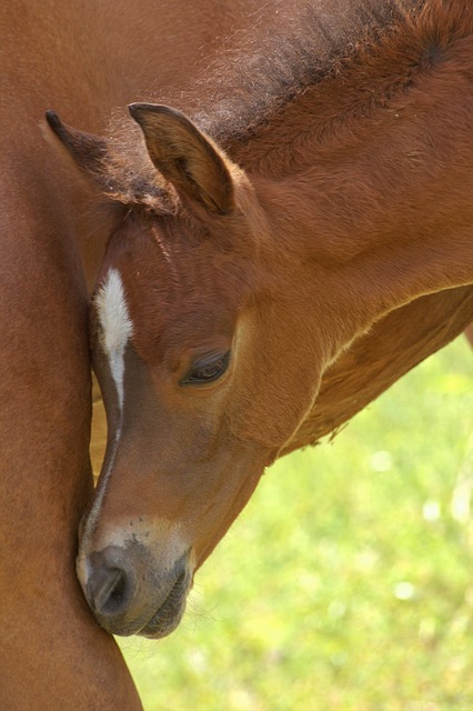arabian-ranches-640x480-7074615.jpeg
