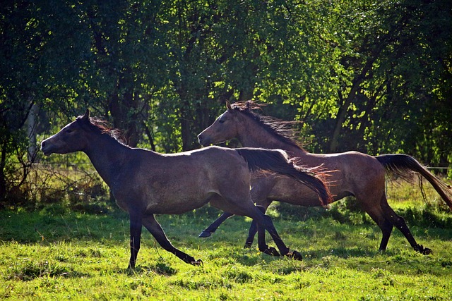 Arabian Ranches
