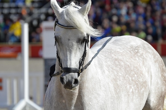 Arabian Ranches
