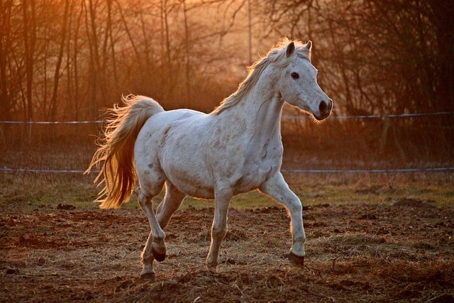 Arabian Ranches