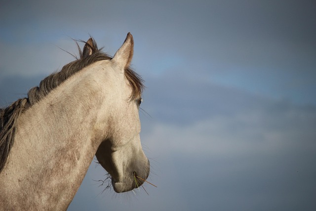 Arabian Ranches