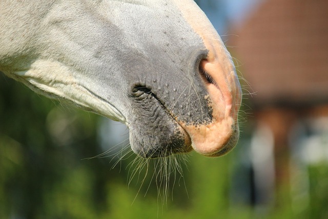 Arabian Ranches