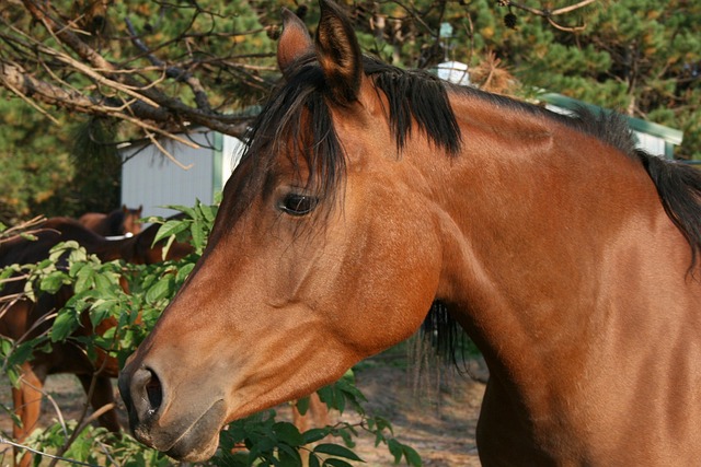 Arabian Ranches