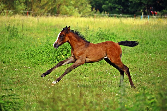 Arabian Ranches