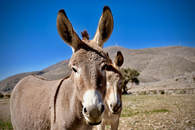 Arabian Ranches