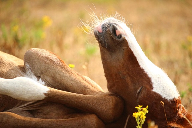 Arabian Ranches