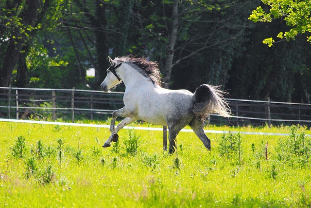 arabian-ranches-640x480-88975371.jpeg