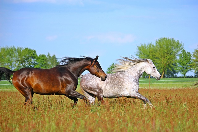 Arabian Ranches