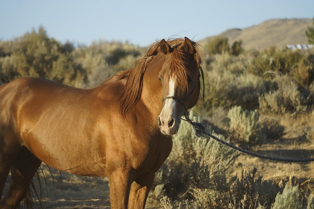 Arabian Ranches