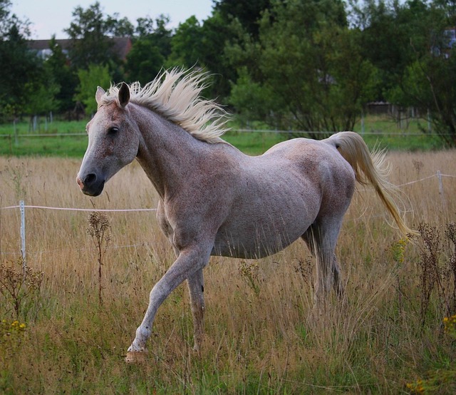 Arabian Ranches