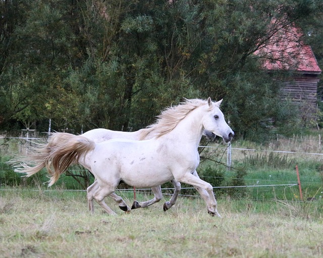Arabian Ranches