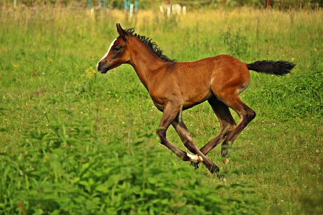 Arabian Ranches
