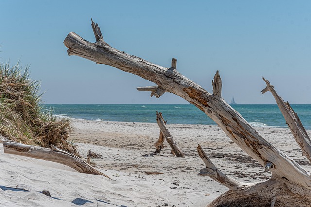 Beach Limo Rental