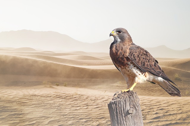 biking desert