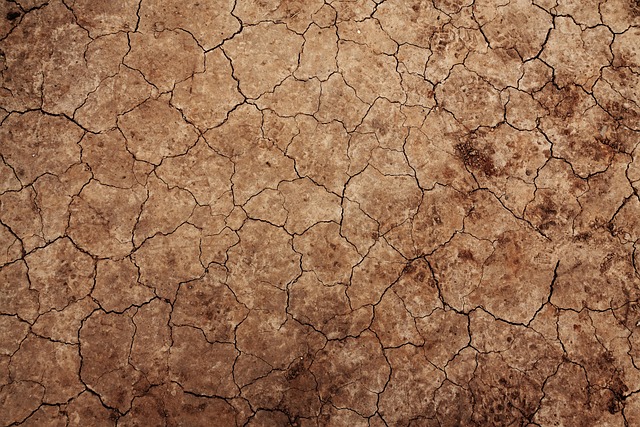 buggy desert