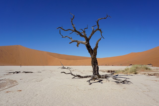 buggy desert