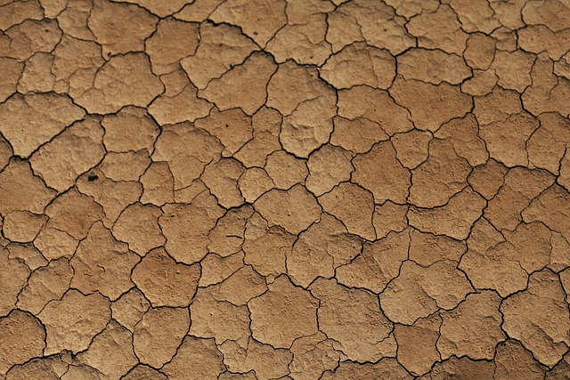 buggy desert