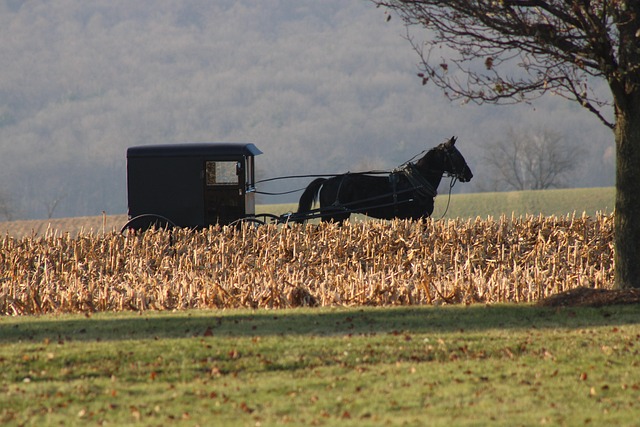 Buggy Hire