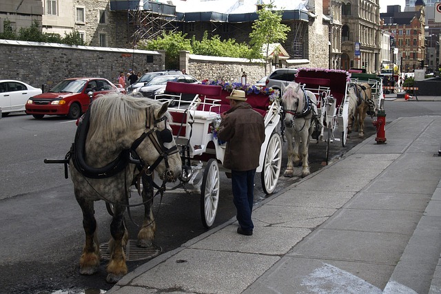 Buggy Hire