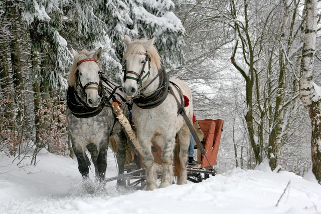 Buggy Ride
