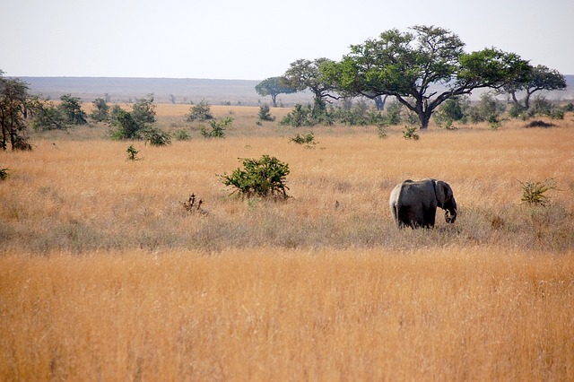 buggy safari