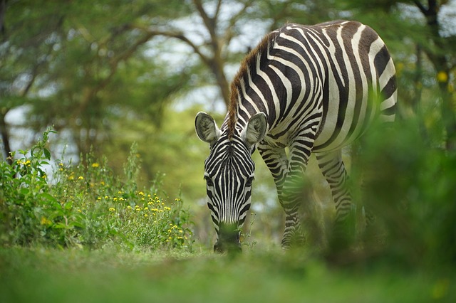 buggy safari