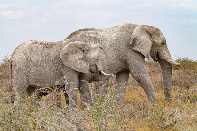 buggy-safari-640x480-65734600.jpeg