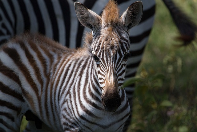 buggy safari