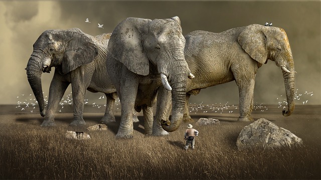 buggy safari