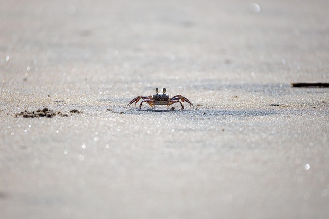 buggy sand