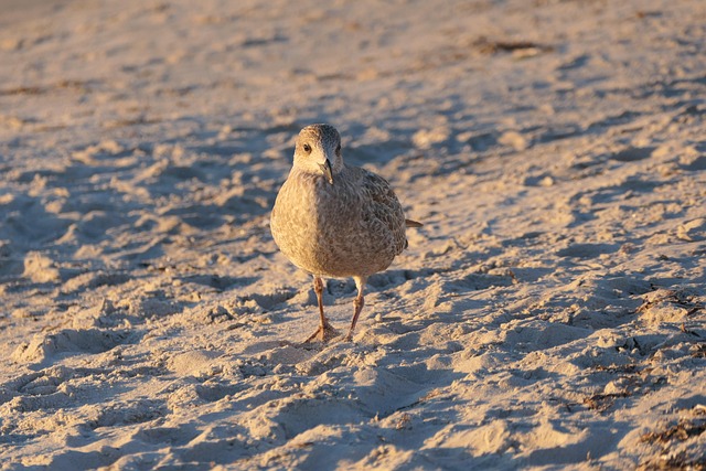 buggy sand