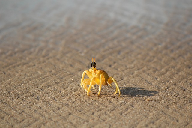 buggy sand