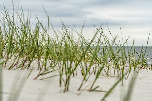 buggy sand