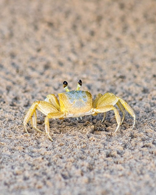 buggy sand