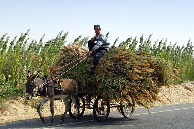 buggy-tours-640x480-30454079.jpeg