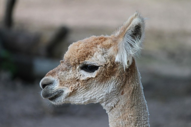 camel