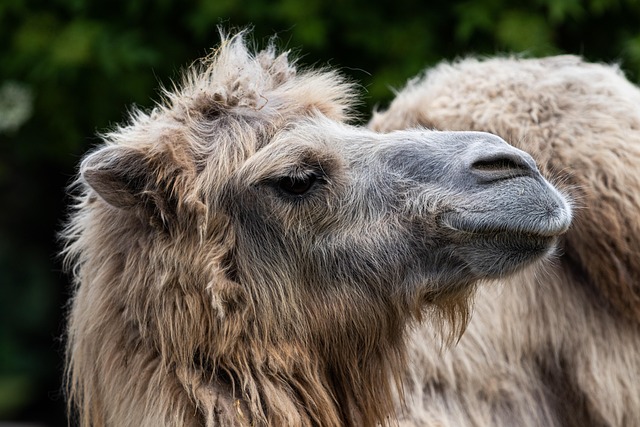 camel