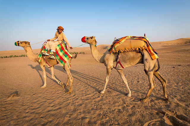 camel